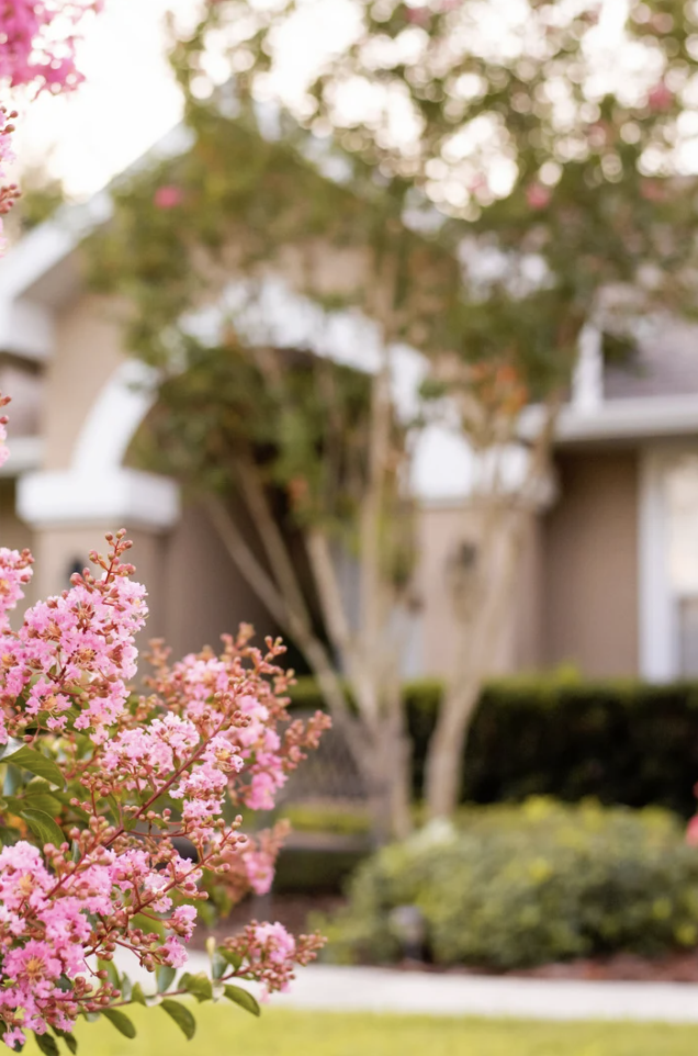 close up of trees and shrubs in front of florida home